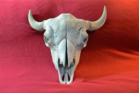 Bison Skull4219012320 New Addition To The Skull Collecti Flickr