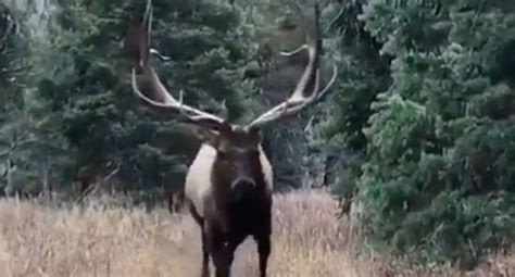 Video Monster Bull Elk Comes Within Inches Of Hunter Outdoor