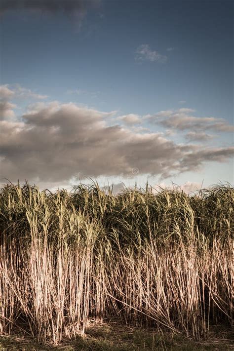 Reeds In Field Over Sunset Stock Photo Image Of Reeds 107468288