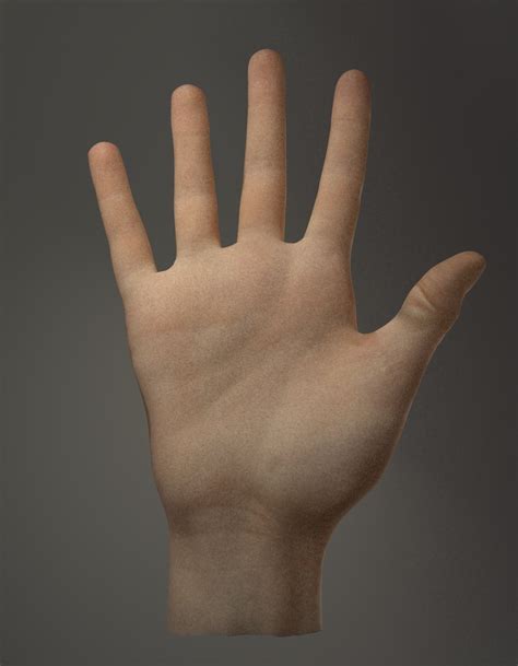 Hand Model Cgtrader