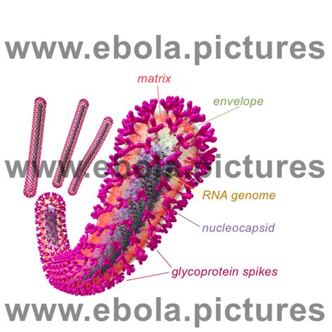Suivez l'évolution de l'épidémie de coronavirus / covid19 dans le monde. Ebola Virus Life Cycle Graphic and Labelled Ebola Virus ...