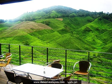Part of its great appeal lies in the refreshingly cooler temperatures of the area, when compared to the rest of the country's stifling. Cameron Highlands | السياحة في ماليزيا