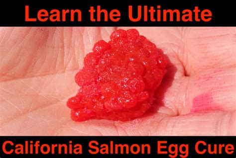 Learn The Ultimate California Salmon Egg Cure Pautzke Bait Co