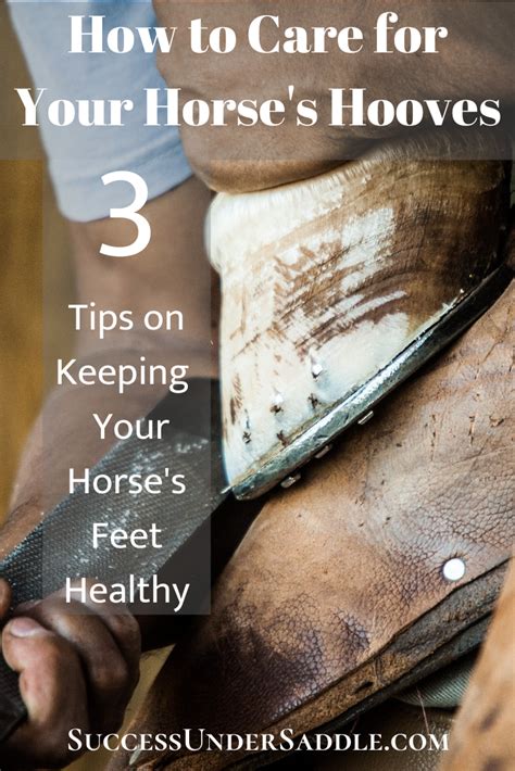 Hoof Care 3 Tips On Keeping Your Horses Feet Healthy Horse Care