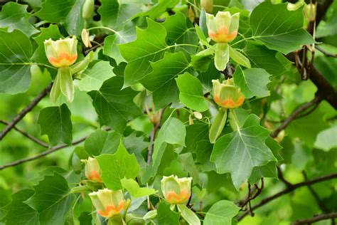 Tulips In The Treetops Liriodendron Tulipifera Muddy River News