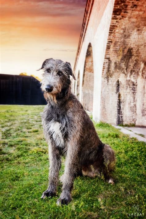 Gray Irish Wolfhound At Fort Pickens At Sunset During Epic Dog Photo