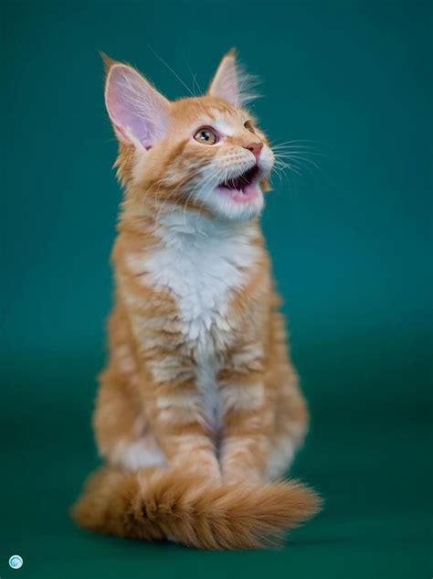 Cute Hymalayan Orange Tabby Cats Pinterest