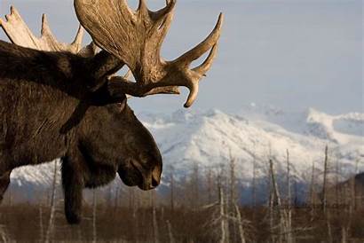 Moose Desktop Backgrounds Alaska Wallpapers Computer Animal