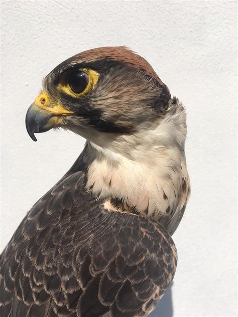 Lanner Falcon - Effective Bird Control