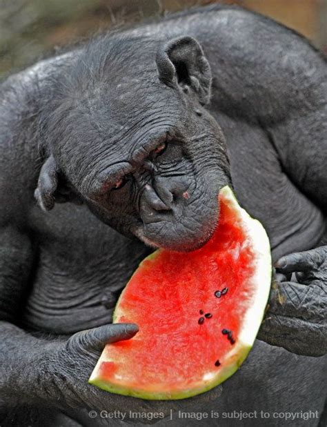 Animals Eating Watermelon Yahoo Image Search Results Animal Eating