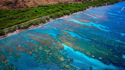Olowalu Reef Snorkeling Information Maui Hawaii