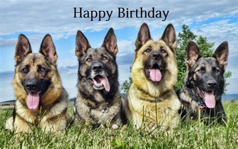 German Shepherd Birthday Cards Happy Birthday Wishes With German
