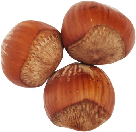 Hazelnut Png Clipart Large Size Png Image Pikpng