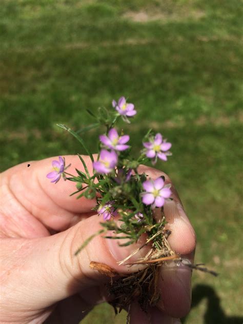 Tiny Little Purple Wildflowers Rwhatsthisplant