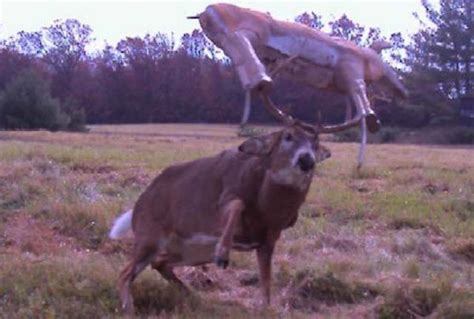 Strange Animal Pics Captured Out On The Trail Cam 19 Pics 1 