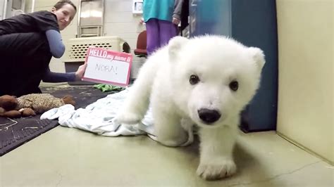 Video Of The Week — Adorable Polar Bear Cub Nora Chills Out At The