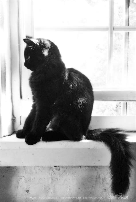 Wordless Wednesday Sunny Morning Cats Black Cat Aesthetic Cats