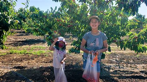 Pick Your Own Berry And Cherry Farms In The Sf Bay Area May 2021