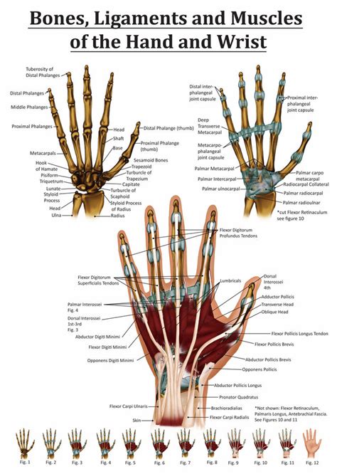 Tendons and ligaments are bands of connective tissue that help stabilize the body and allow movement. Anatomy of the Hand and Wrist by Black-Rose227 on DeviantArt