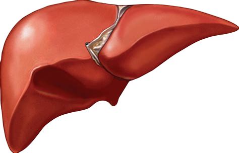 Fast breath hold t1 and t2 sequences with smaller a dynamic flash 3d sequence consists of three flash 3mm 3d scans with 10s delay between the first and second and 5 minutes delay between the. Human Liver Drawing at GetDrawings | Free download