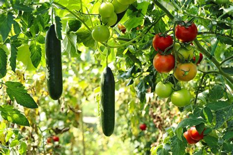 17 Fruits And Vegetables You Can Grow Vertically Mini Garden Spaces