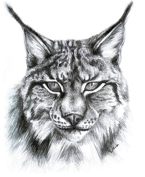 Lynx By Weiklink On Deviantart Pencil Drawings Of Animals Animal