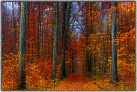 Forest Way Photographyprocessingfiltertexture Franzisko Hauser