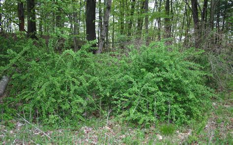 Escape Of The Invasives Top Six Invasive Plant Species In The United