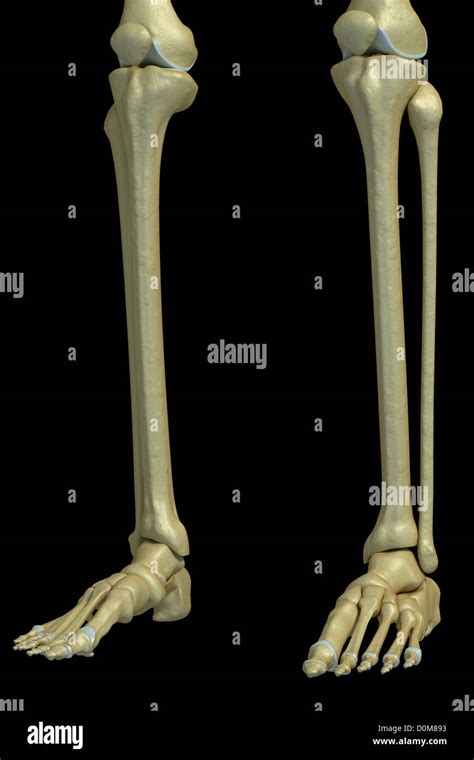 Vista De Tres Cuartos De Los Huesos De La Parte Inferior De Las Piernas Tobillos Pies Y