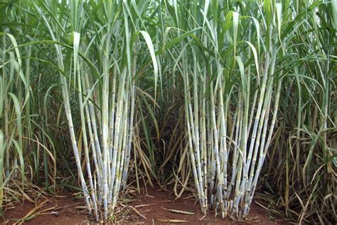 Sistema Faep Ufpr Lança Novas Cultivares De Cana De Açúcar