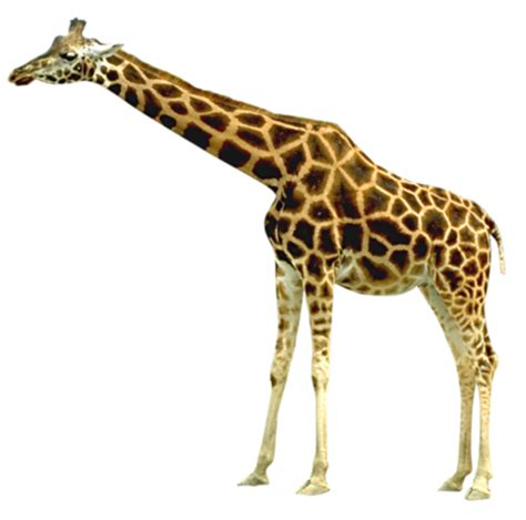Long Giraffe Png Png 5868 Free Png Images Starpng
