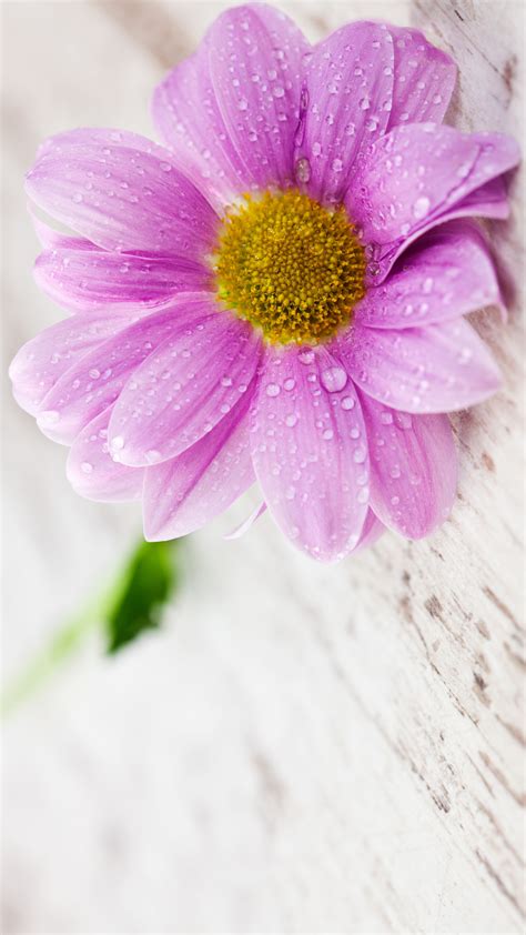 Flower Wallpapers For Mobile Phones With 1440×2560 And 5 Inch Screen