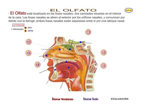 Dibujo Del Sentido Del Olfato Para Niños De Primaria Noticias Niños