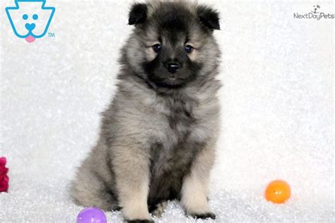 Miles Keeshond Puppy For Sale Near Lancaster Pennsylvania 2d174177