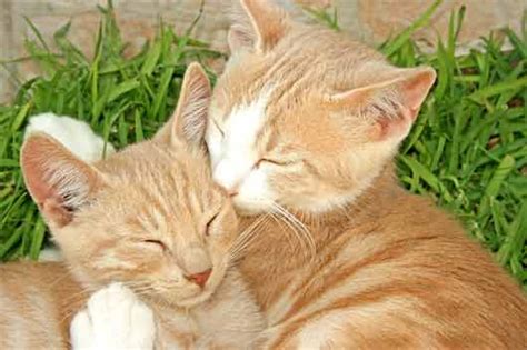 Undoubtedly, tabby cats are popular wherever they are found. Tabby Cats Information