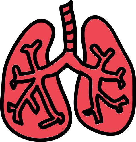 Lungs Png Lungs Cartoon Png Clipart Full Size Clipart 5436295