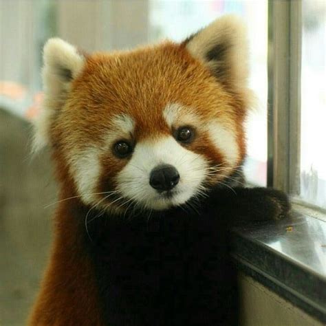 I Wanna Cuddle This Baby Red Panda Cute Cute Baby Animals Baby Animals