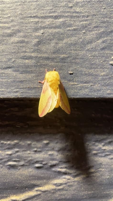 Rosy Maple Moth 💖💛 Rmoths