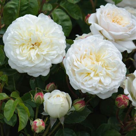 Buy Heirloom Roses Rose Bush The Tranquillity® David Austin English