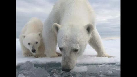 Photographer Shares Soul Crushing Video Of Dying Polar Bear