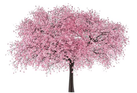 Schema Pink Trees