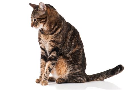 fun facts   brown tabby cat catster