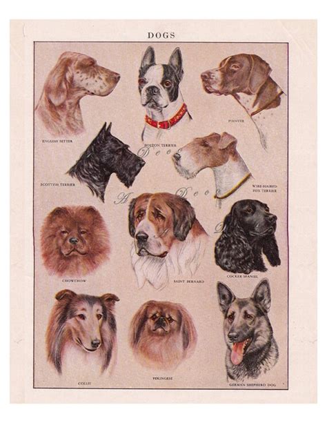 Vintage Printable Dog Breeds A Page From A 1950s