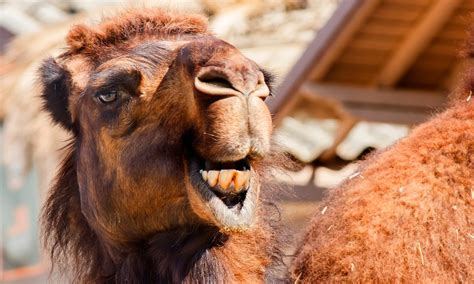 Diferencias Entre Camellos Y Dromedarios Anipedia