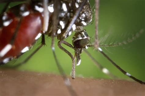 Mosquito Female Aedes Albopictus Human Blood Supply Asian Tiger