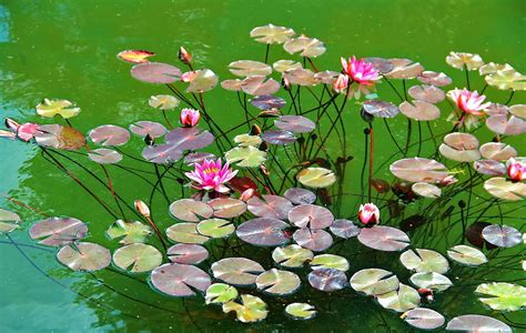 Wallpaper Water Lilies Herbs Leaves Pond 2048x1300