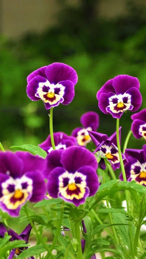 Hd kids wallpapers · go to allef vinicius's profile. Download wallpaper 800x1420 pansies, flowers, faces, grass ...