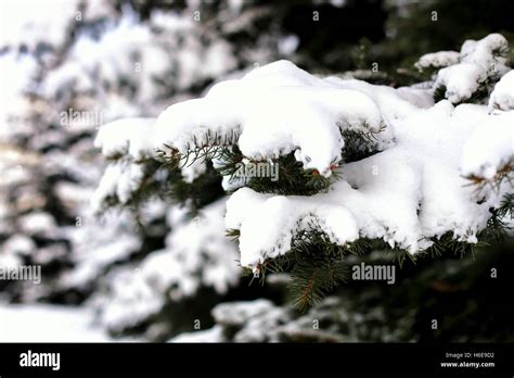 Winter Fir Tree Sunlight Stock Photo Alamy
