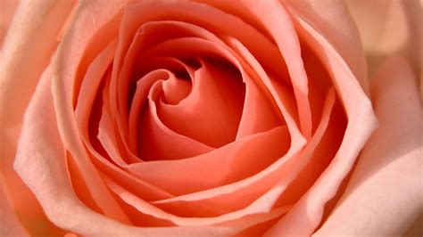 Rose Hdtv 1080p Wallpapers Hd Wallpapers Id 5685