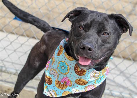 These information sessions give attendees a basic overview of the foster care and adoption process. Humane Society of North Iowa » DOGS